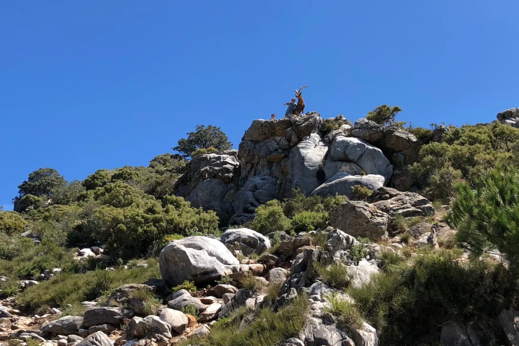 Statue of the Iberian mountain goat at Refugio de Juanar near Istán in the mountains above Marbella